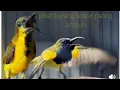 Download Lagu Mp3 pikat burung sogon susah turun paling ampuh terbaru 2025