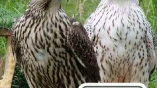 لا خال يمي اجا انشد عم محروق قلبي حالات واتساب دندنها
