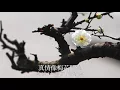 一剪梅 降央卓瑪