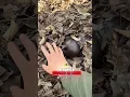 Download Lagu 🐞👀 Have you ever seen such a big rhinoceros beetle #funny