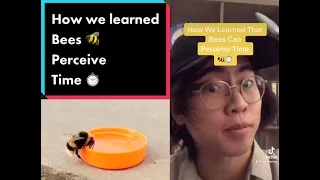 How We Learned That Bees Perceive Time 