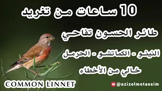 10 ساعات من تغريد طائر الحسون التفاحي النينو الكماتشو الحرمل خالي من الأخطاء 