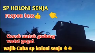 sp koloni senja terbukti sedot anakan walet baru