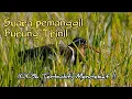 Download Lagu Suara Pikat Burung Trinil Sawah_Burcet_Snipe|Mp3 JERNIH
