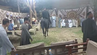 الحصان الأسود روعة أفراح مركز البلينا عزبة هوي ٠٠٠٠٠مع الريس صدام ابو عيسى 