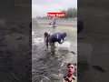 Download Lagu Panen Jutaan Ikan Gabus😱#viral #shorts #ikangabus #panenikangabus