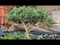 TRIMMING OLIVE TREE BONSAI