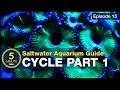 Cycle your saltwater aquarium Step 1 A new reefer s guide to ammonia and the nitrogen cycle