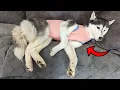 This Surgical Suit Is Perfect for Your Dogs Recovery