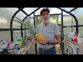 Pineapple Harvest in Vego Pacific Greenhouse