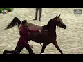 Download Lagu N 55 YAF GABRA AL FAWARES   41st All Nations Cup and 6th ANC Straight Egyptian   Aachen 2025   Filli
