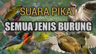 Download SUARA PIKAT SEGALA JENIS BURUNG /AMPUH MP3