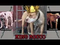KRAKEN KENNELS KING ROCCO 75 PIT ISLAND 12 5 WACCAMAW 12 5 MIMS REDBOY - JOCKO
