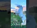 Download Lagu متلي ما حتلاقي أغنية مني وفي بدون موسيقى حالات واتس اب موجودة كاملة ع القناة