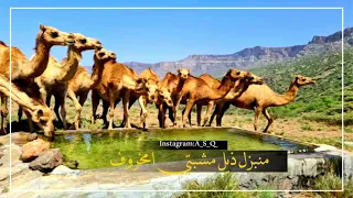 تصميم   دبرارت   من ابداعات سالم حركون دندنها