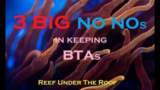 3 BIG NO NO s in keeping Bubble Tip Anemones
