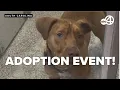 Download Lagu South Carolina's largest adoption event aims to keep promise of being no kill state