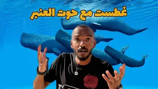 غطست مع حوت العنبر في قلب المحيط               دندنها