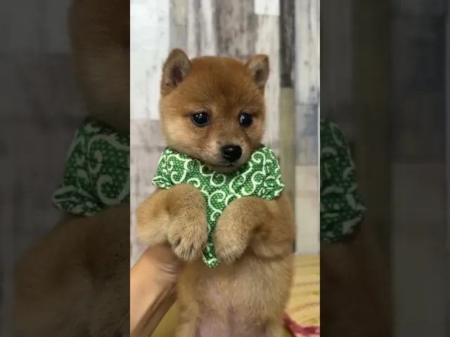 茨城県の豆柴｜女の子・2024/04/18生まれ・赤色（子犬ID：315927