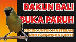 pancingan pleci dakun bali gacor buka paruh masteran pleci