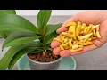 Download Lagu Need 1 banana! And the orchids bloom like crazy all year round!