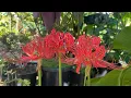 Red Spider Lily Flowers in South Florida