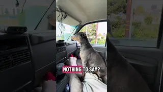 #fyp #dream #doberman #pets #youtube
