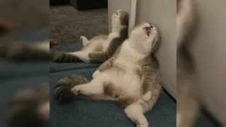 𝐫𝐨𝐥𝐥𝐢𝐧𝐠 𝐢𝐧 𝐭𝐡𝐞 𝐝𝐞𝐞𝐩 𝐬𝐩𝐞𝐞𝐝 𝐮𝐩 𝐚𝐝𝐞𝐥𝐞 