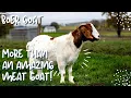 Boer Goat More than an Amazing Meat Goat
