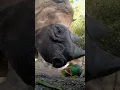 Rhino eating watermelon