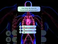 Download Lagu How many ribs does the human body typically have❓❓❓