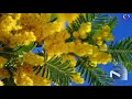Maria Healy - Mimosa (Extended Mix) [Regenerate Records]