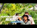 Download Lagu BEGINI CARA MERAWAT POHON ANGGUR YANG BENAR MENURUT IBU BADARIAH | PETANI ANGGUR THAILAND !!!!