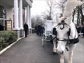 White Horse and Hearse Carriage Brenna Funeral Home to Greenwood Cemetery Hamilton NJ January 2 202