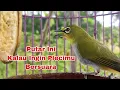 Download Lagu Pleci Bustomi Ngalas Khusus Untuk Pancingan Pleci Bahan Dan Macet Bunyi