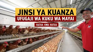 jinsi ya kuanza kufuga kuku wa mayai hatua kwa hatua 2026