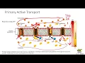 Active Transport Primary Secondary