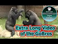 Download Lagu Snelle en Woeste Achtervolging door Gorilla Broers