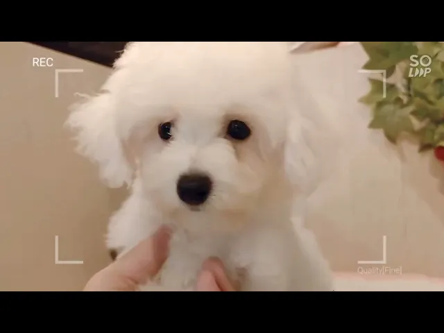 動画