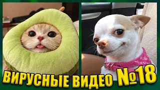 ВИРУСНЫЕ ВИДЕО / Подборка смешные животные №18