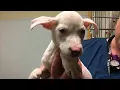 LIVE AHS assists Houston SPCA
