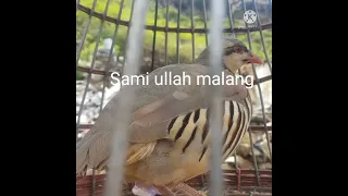 my best chukar voice for hunting 