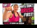 30 Days of Random Dog Grooming - Day 1 Why I Don t Brush Before the Bath