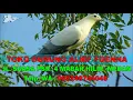 Download Lagu Suara Pikat MP3 Burung Pergam ~ Suara Pikat Burung Pergam