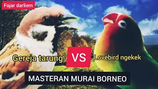 masteran murai borneo gereja tarung vs lb ngekek panjang