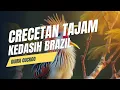 Download Lagu CRECETAN TAJAM KEDASIH BRAZIL | GUIRA CUCKOO |
