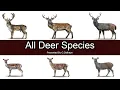 All Deer Species - Species List