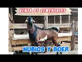 SEMENTALES NUBIOS Y BOER DE REGISTRO EN VENTA