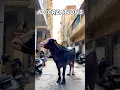 Download Lagu Laddu Yadav Sadar Bulls Getting Ready for 2023 Sadar #yadav #ladduyadavsadar #sadar2023 #hyderabad