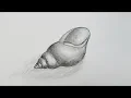 how to draw shell step by step